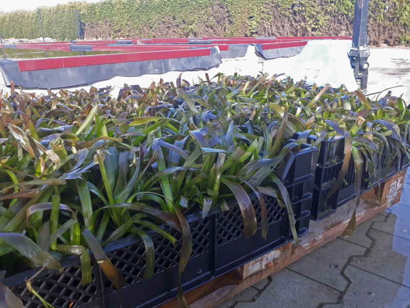 Wasserschraube - Vallisneria gigantea